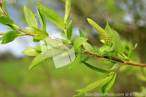 Image of Young sprouts of a willow in the spring