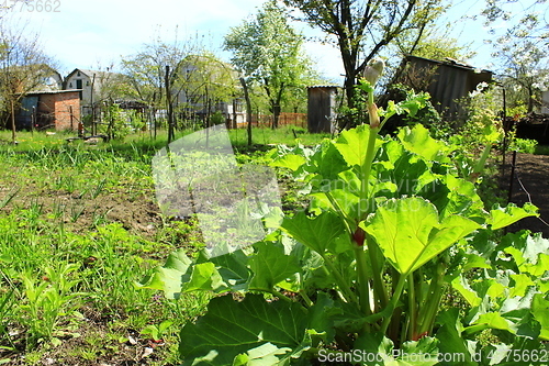 Image of rhubarb on the kitchen garden