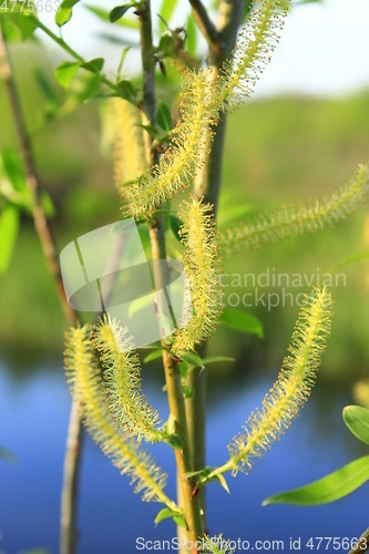 Image of Young sprouts of a willow in the spring