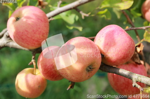 Image of ripe apples hang on the tree