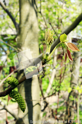 Image of flowers of walnut on the branch of tree