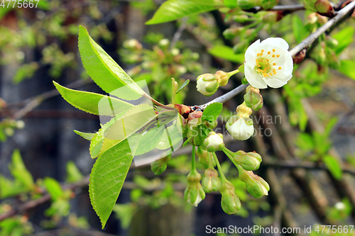 Image of branch with buds flowers and young leaves of cherry