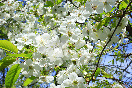 Image of flowers of blooming cherry