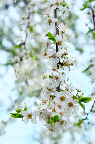 Image of blooming cherry-plum with white flowers