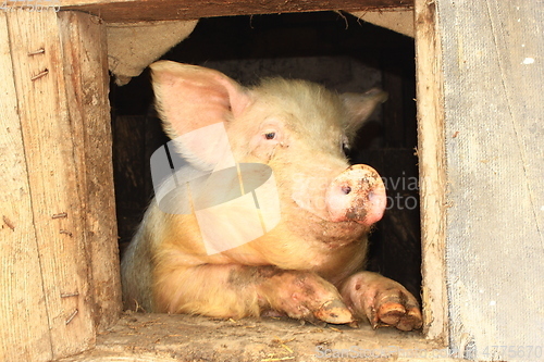 Image of pig looks out from window of shed