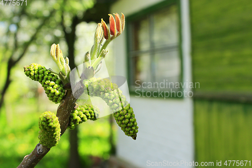 Image of flowers of walnut on the branch of tree