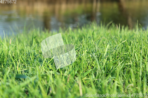 Image of green grass by river