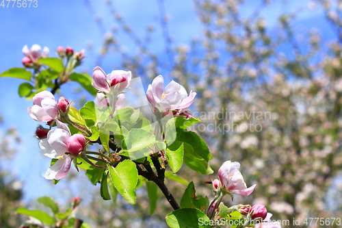 Image of branch of the blossoming apple tree in spring