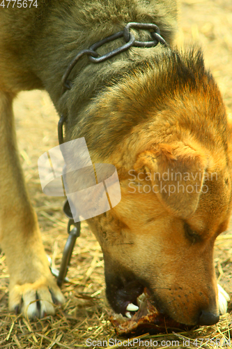 Image of watch-dog eats a piece of meat