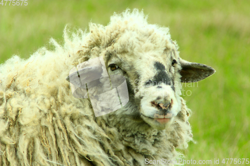 Image of head of sheep with thick fleece