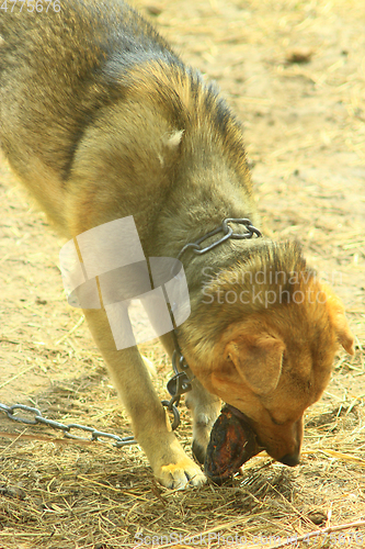 Image of watch-dog eats a piece of meat