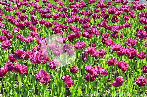 Image of lilac tulips on the flower-bed