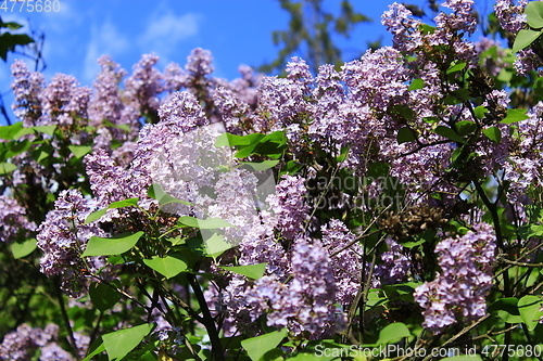 Image of spring blooming lilac