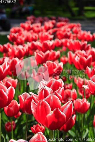 Image of red tulips on the flower-bed