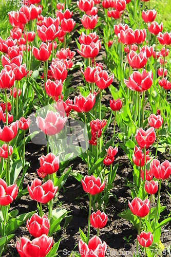 Image of red tulips on the flower-bed