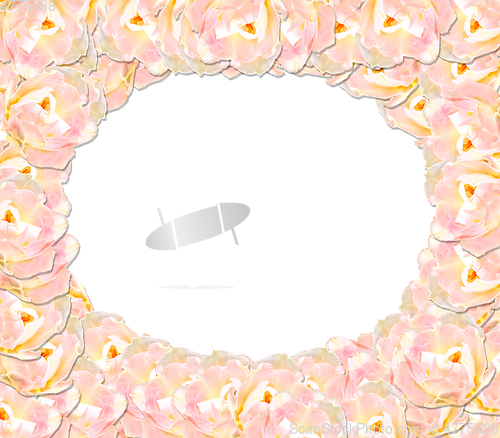 Image of frame from pink tender tulips