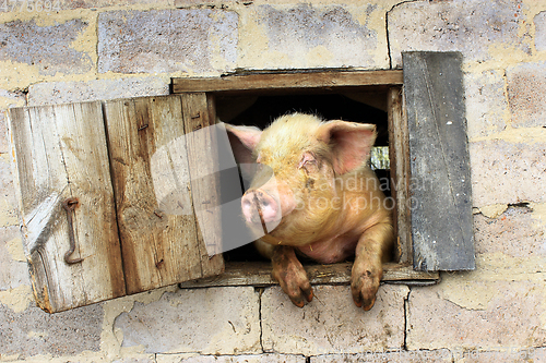 Image of pig looks out from window of shed