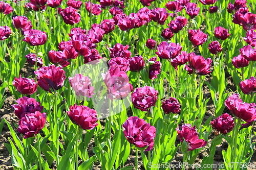 Image of lilac tulips on the flower-bed