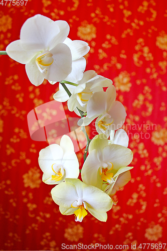 Image of pink orchids on the background of luxurious wallpaper