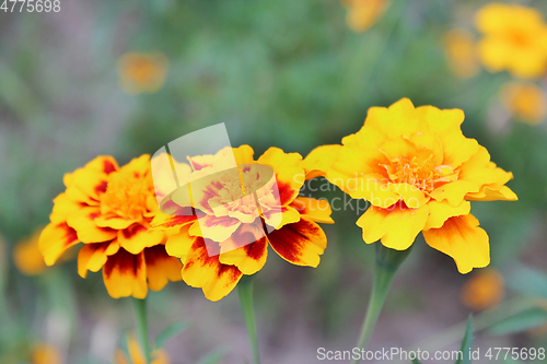 Image of beautiful flowers of marigolds