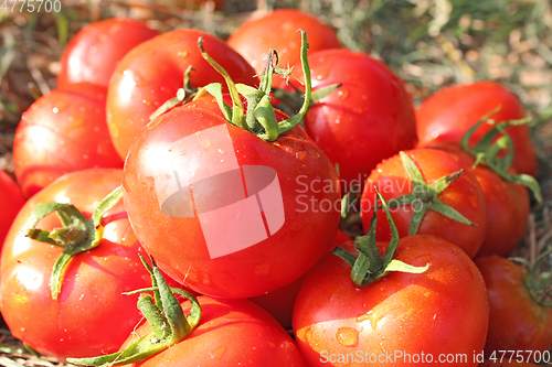 Image of rich yield of red tomatoes 