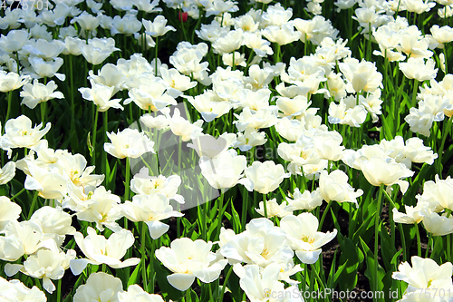 Image of white tulips on the flower-bed