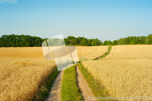 Image of Landscape road wheat field Ukraine