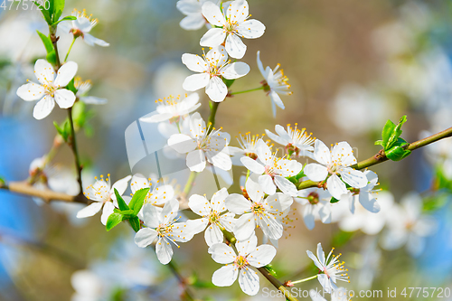 Image of Blossom flowers  branch apricot springtime