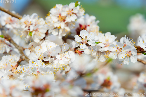 Image of Bud blossom flowers branch tree