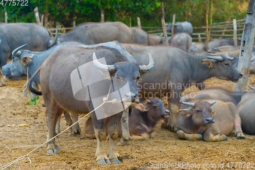 Image of Livestock, herd of buffalo, Tahiland