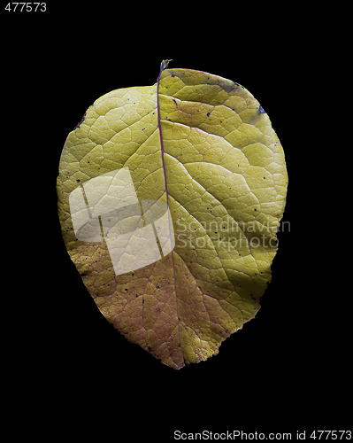 Image of Autumn Leaf