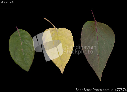 Image of Three Leaves