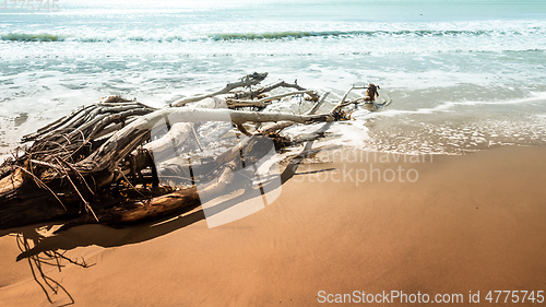 Image of dead tree at the beach of Moeraki New Zealand