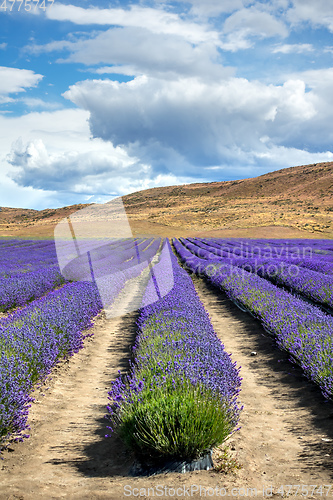 Image of lavender field in New Zealand