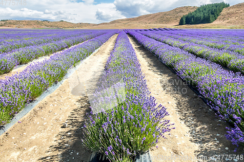 Image of lavender field in New Zealand