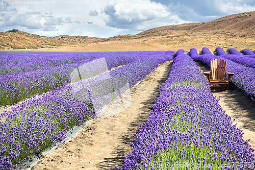 Image of lavender field in New Zealand