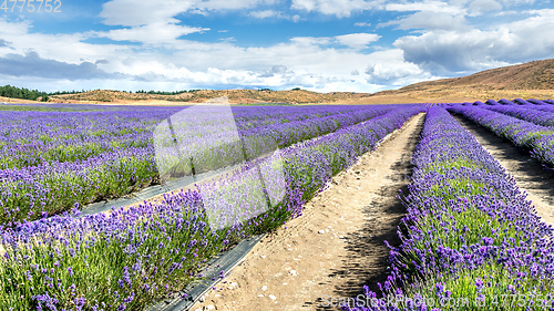 Image of lavender field in New Zealand