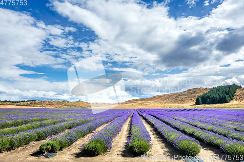 Image of lavender field in New Zealand