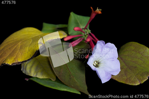 Image of Pile Of Leaves