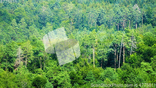 Image of black forest aerial view detail