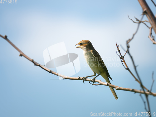 Image of female Red-backed shrike