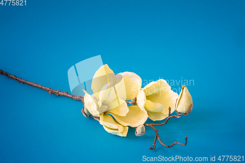 Image of some yellow magnolia flowers on turquoise background