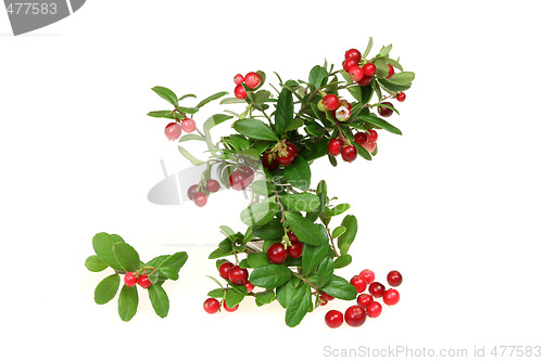 Image of Cowberry