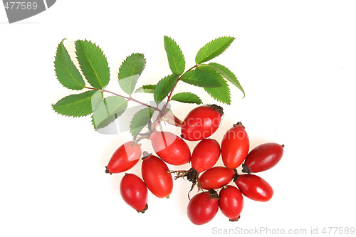 Image of Hawthorn fruits