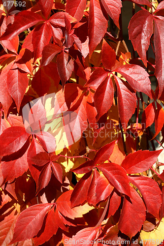 Image of Autumn background