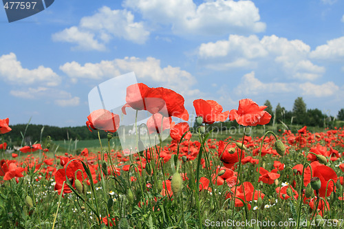 Image of Poppy