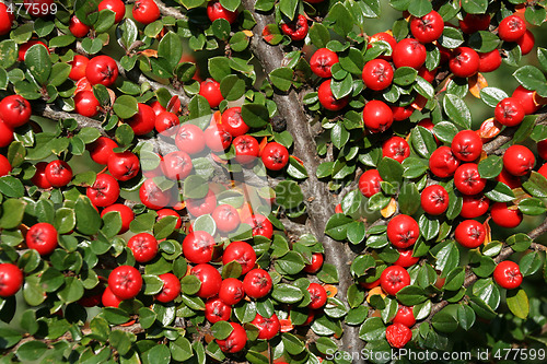 Image of Cotoneaster