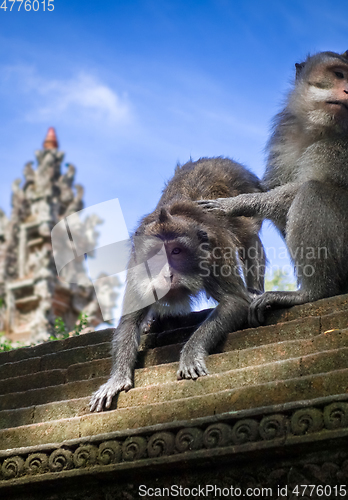 Image of Monkeys on a temple roof in the Monkey Forest, Ubud, Bali, Indon