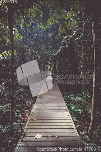 Image of Wooden path in Taman Negara national park, Malaysia
