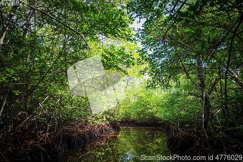 Image of Mangrove in Nusa Lembongan island, Bali, Indonesia